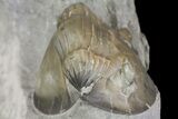 Isotelus Trilobite - Mt Orab, Ohio #161715-3